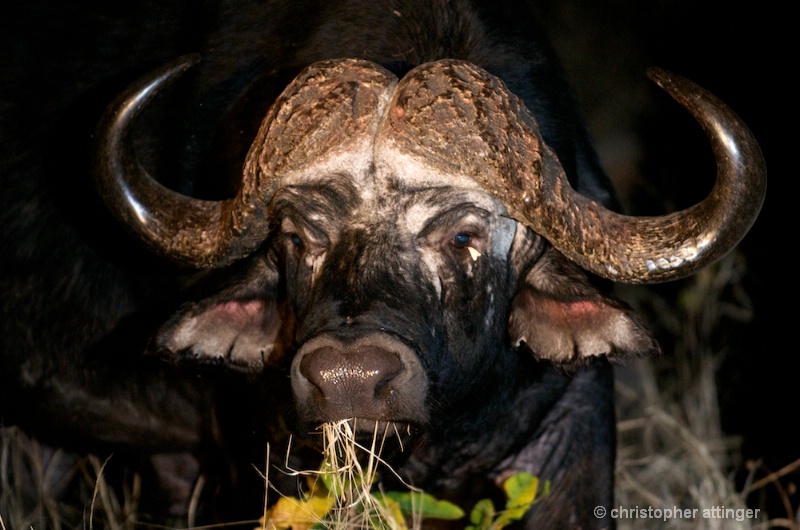 DSC_2761 Old bachelor buffalo feeding at night