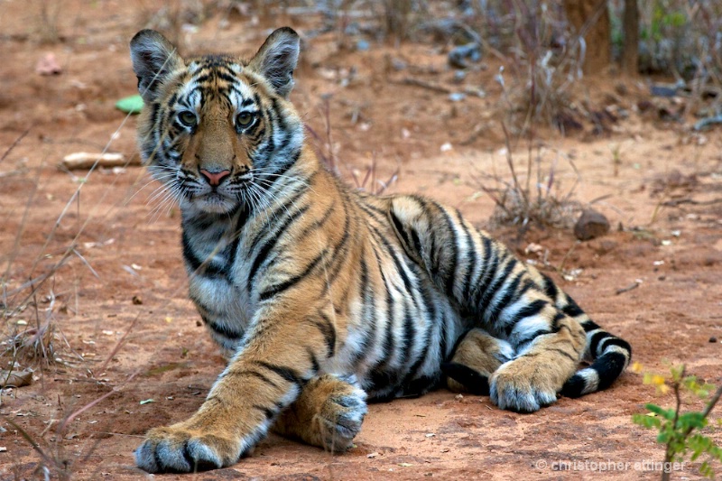 DSC_3144 Tiger cub looking up