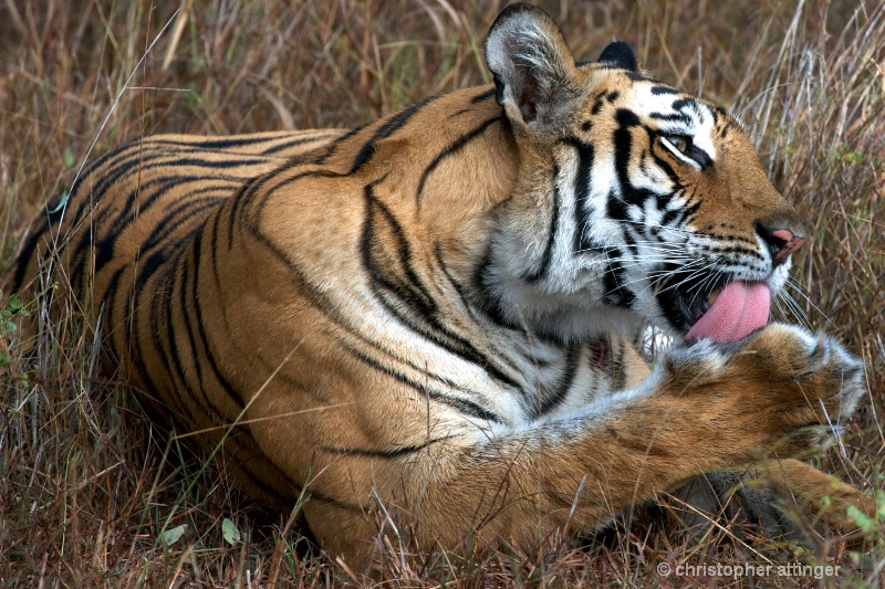 DSC_4365 Tiger mother licking her paw