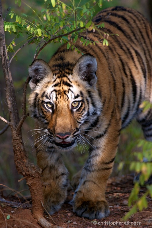 DSC_4489 tiger cub stalking