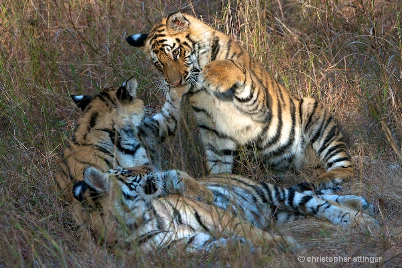 DSC_4905 Tiger cubs fighting