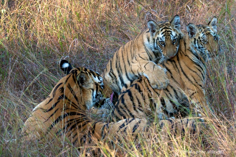 DSC_5198 Mother observing her cubs