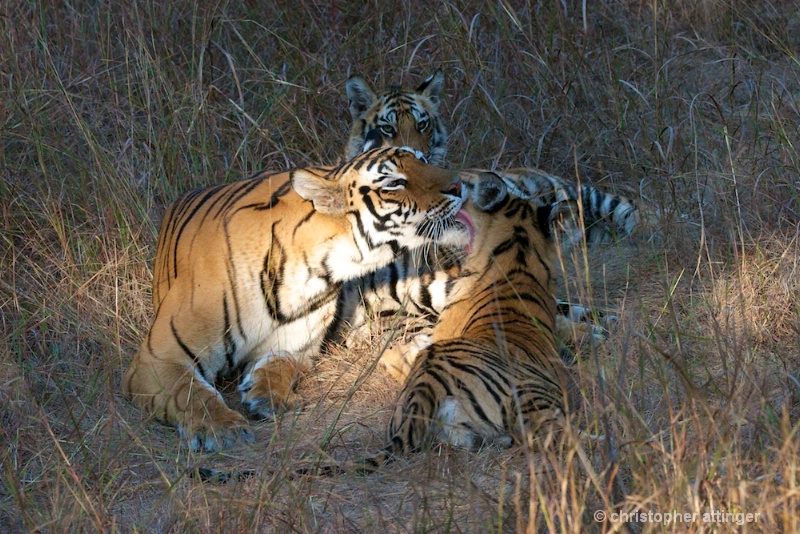 DSC_5291 Mother licking tiger cub