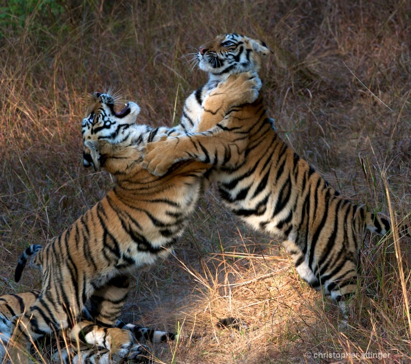 DSC_5508 Tiger cubs play fighting