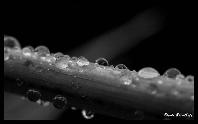 Stem and Drops in BW
