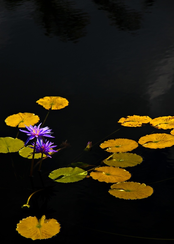 Lilies on the Pond