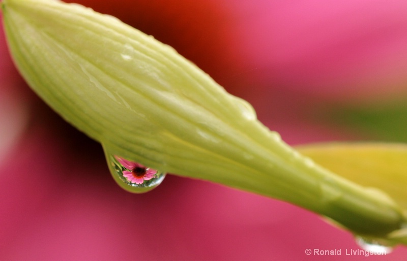 Bud Drop Refraction