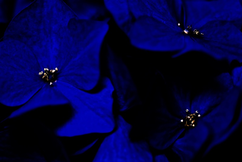 Blue Hydrangea At Midnight
