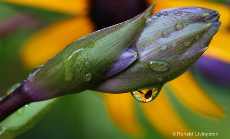 Hosta Drop on Red Dragon