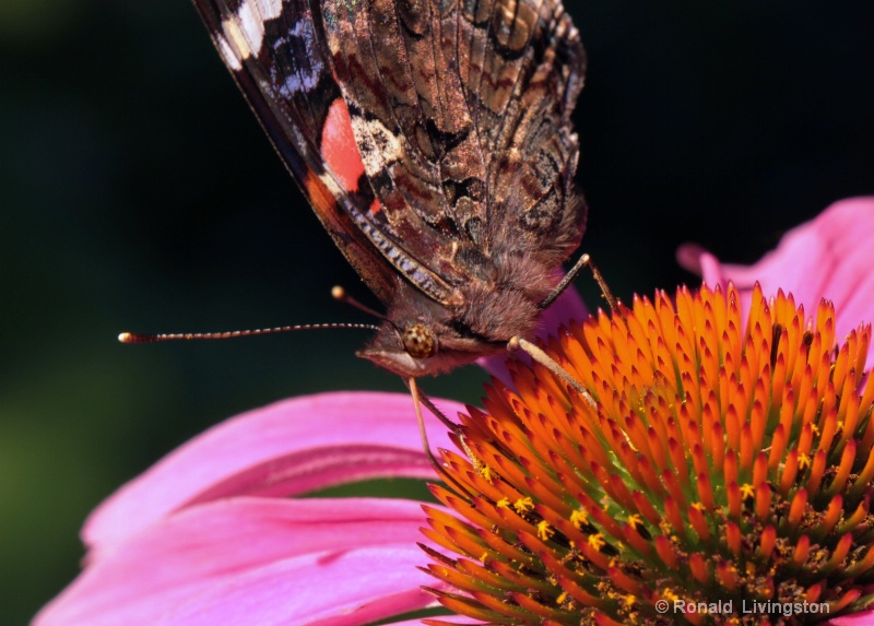 Red Admiral