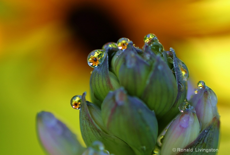 Black Eyed Susan Refractions