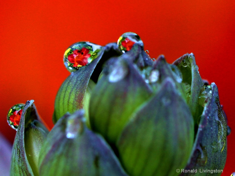 Refractions in Red