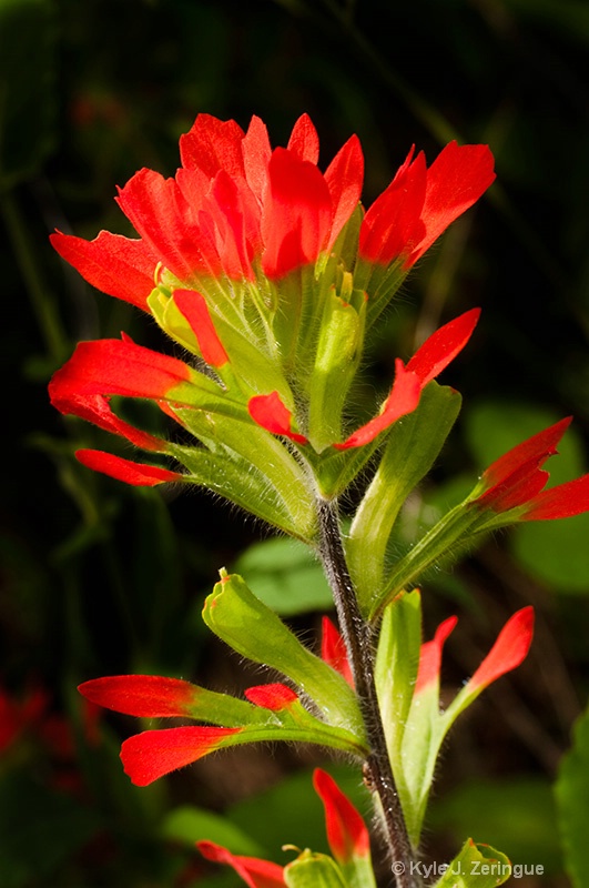 Indian Paintbrush