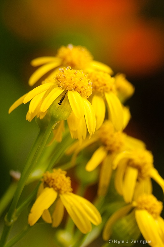 June Wildflowers