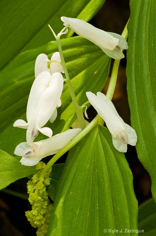 Squirrel Corn