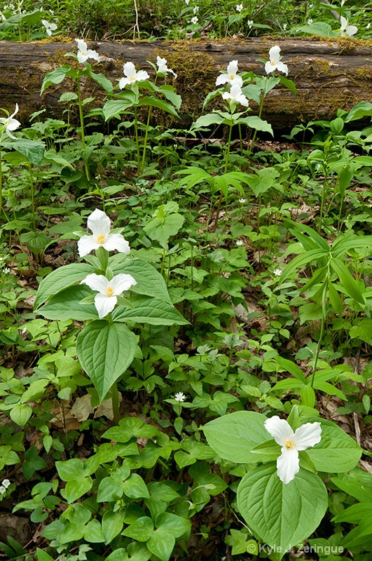 Trillium, Hardwood Cove Trail