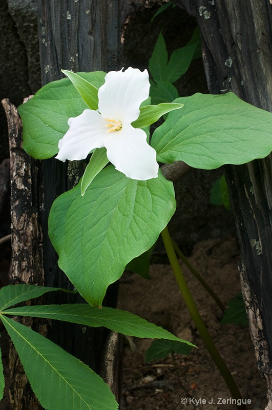 Trillium and Burnt Tree