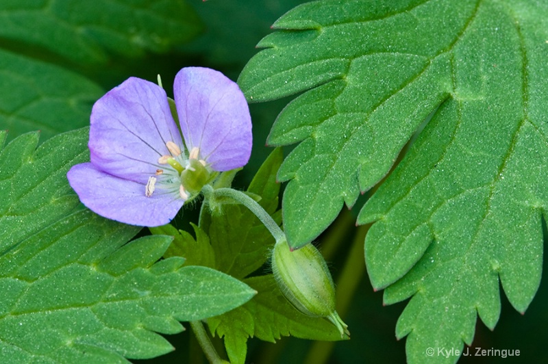 Wild Geranium with Bud