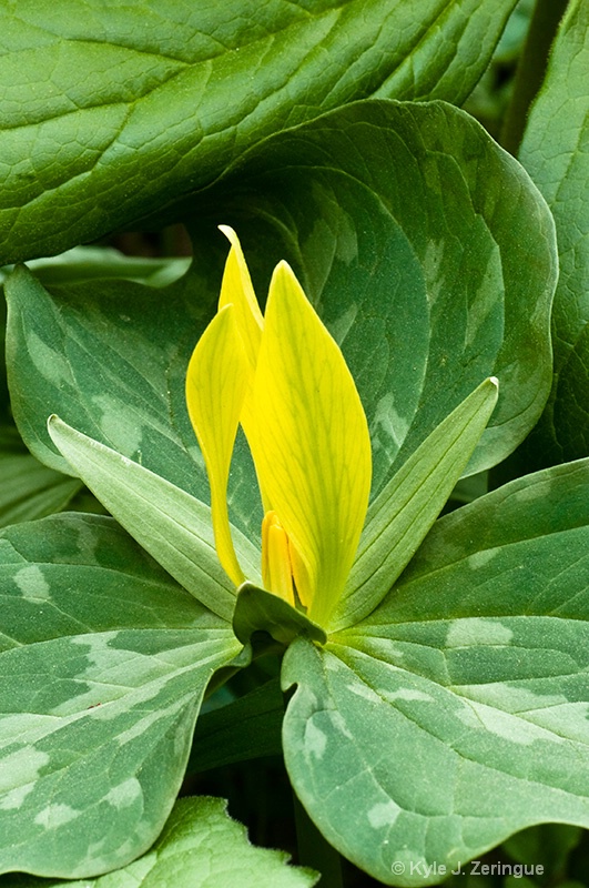 Yellow Trillium