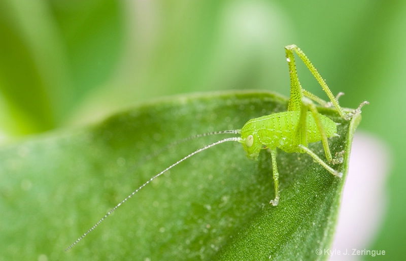 Grasshopper Nymph