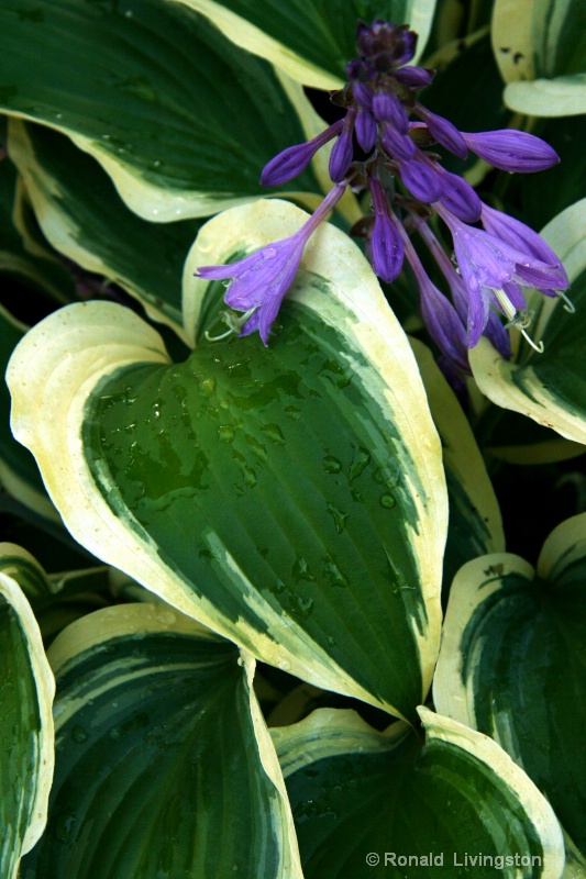 francheska and flowers