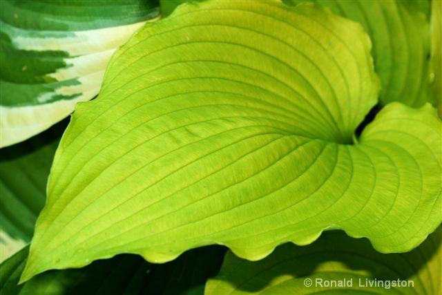 Ruffled Yellow