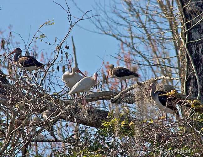 White Ibis Family