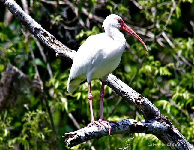 Mature White Ibis