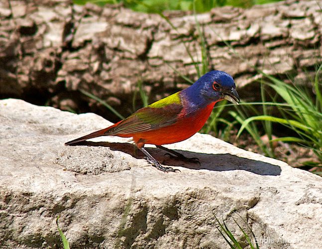 Male Painted Bunting 