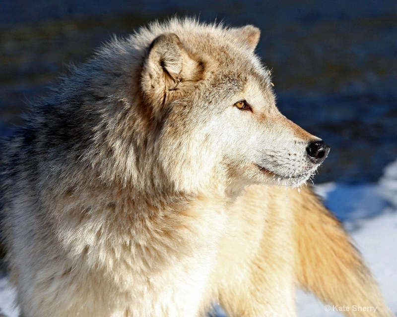 Majestic wolf
