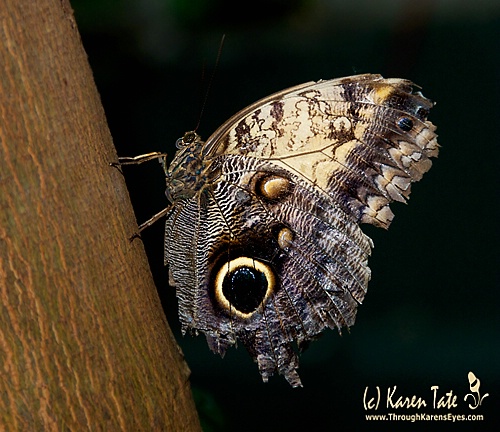 Rough World Even for Butterflies