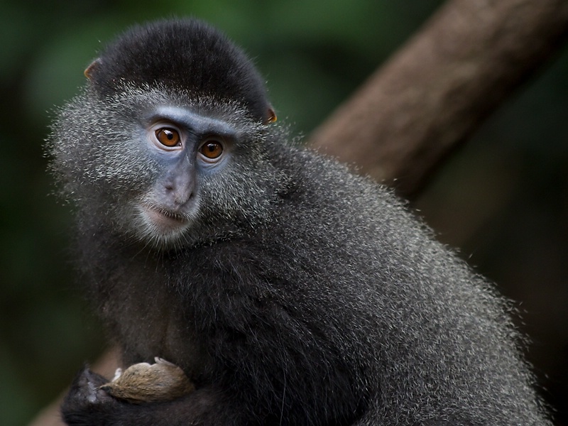 Blue Monkey with Mouse