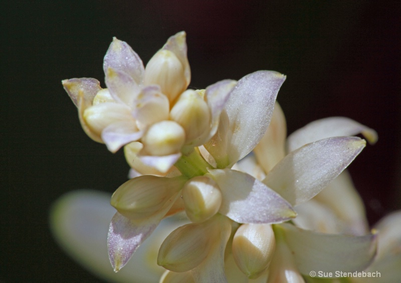 Flowering Hosta