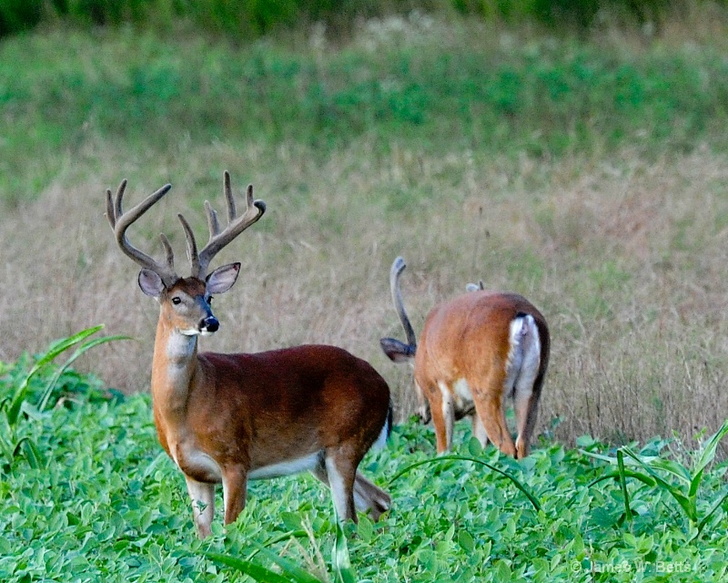 Whitetail Bucks