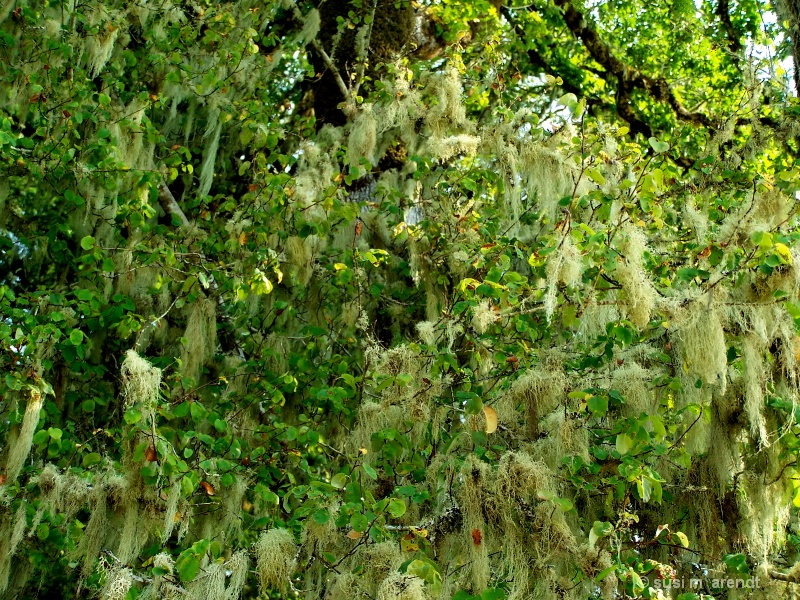 Mossy Canopy