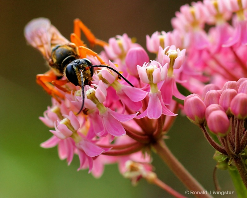 Red Legged Hornet