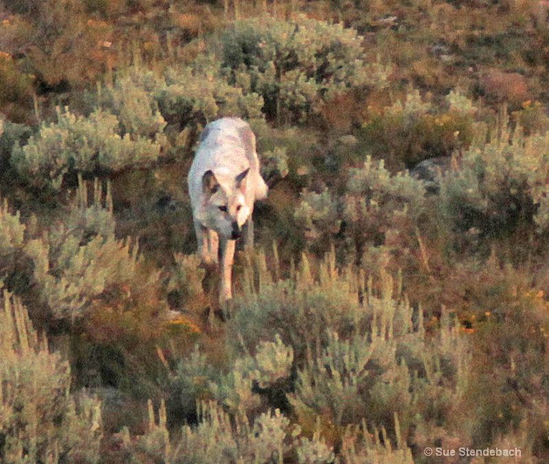 Grey Wolf, Yellowstone NP, WY