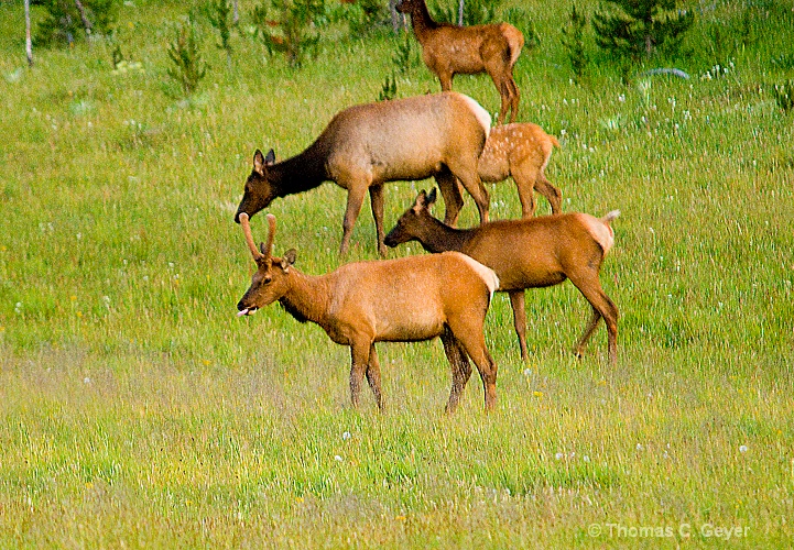 Elk