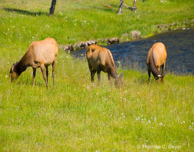Grazing Elk