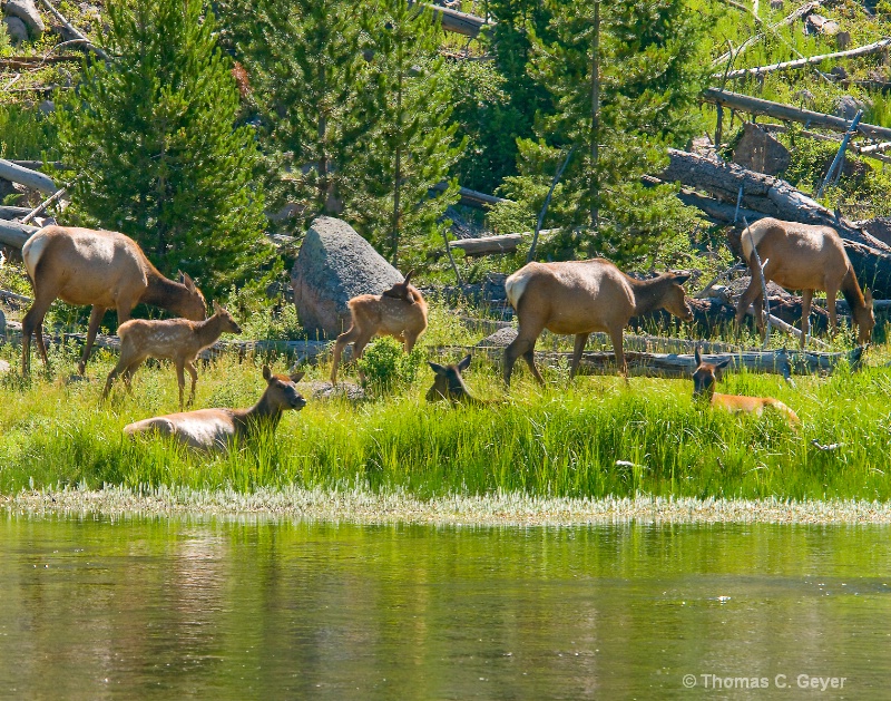 Madison River Elk