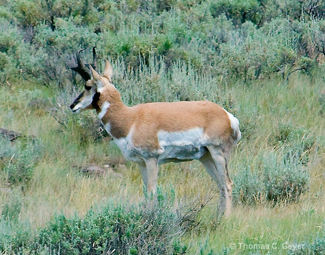 Pronghorn