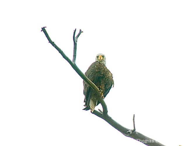 Snake River Eagle