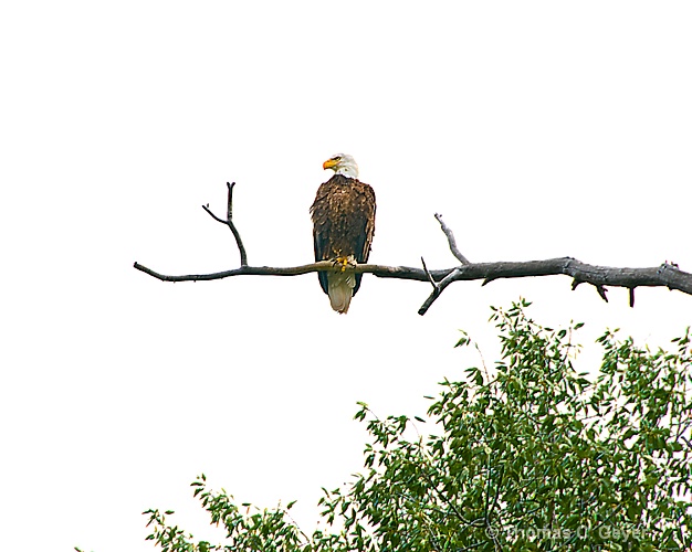 Watchful Eye