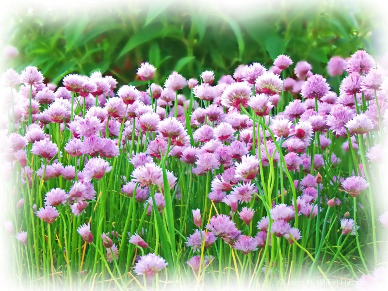 chives