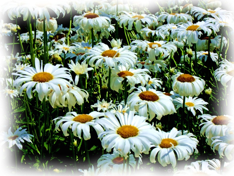 just daisies
