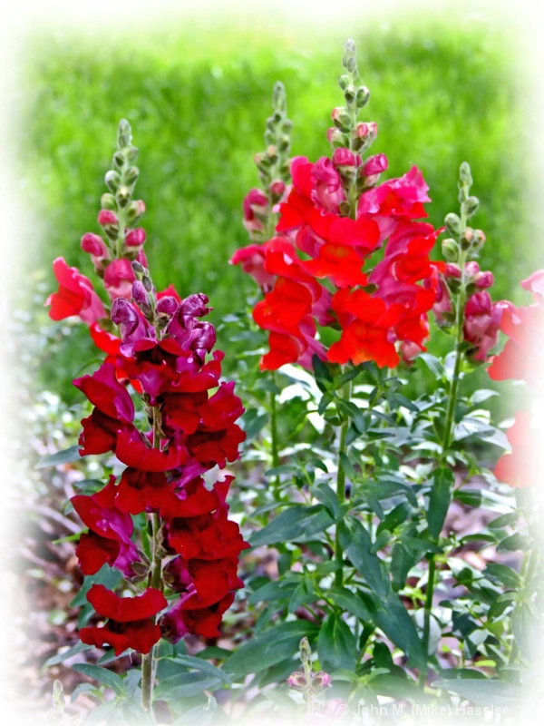 snapdragons