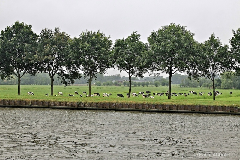 Cows provide the material for cheese
