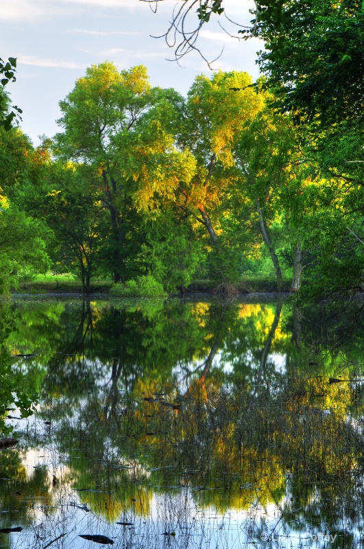 road to branched oak