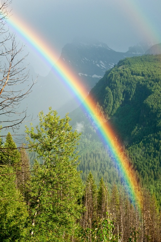 Montana Rainbow