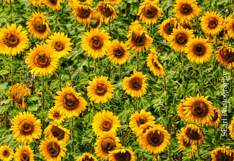 Field of Sunflowers